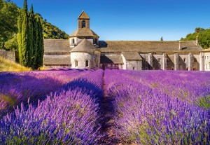 Castorland: Lavender Field in Provence, France (1000) legpuzzel