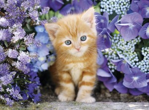 Clementoni: Ginger Cat (500) kattenpuzzel