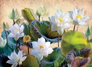Nova Puzzle: White Lotus Flowers (1000) bloemenpuzzel
