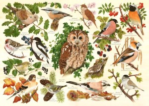 House of Puzzles: Woodland Birds (500BIG) vogelpuzzel