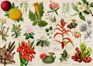 Coppenrath: Illustrated Wildlife Flora (1000) legpuzzel