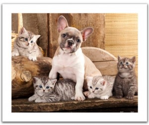 Pintoo: Little kittens and a dog (500) plastic puzzel