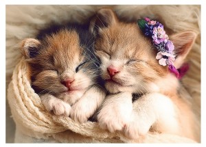 Trefl: Sleeping Kittens (500) kattenpuzzel