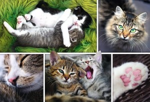 Trefl: Just Cat Things - Collage (1500) kattenpuzzel