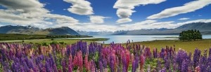 Heye: Alexander von Humboldt - Lake Tekapo (1000) panoramapuzzel