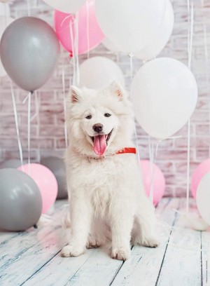 Nathan: Samoyed Dog (500) hondenpuzzel