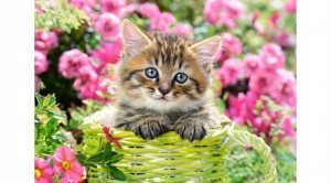 Castorland: Kitten in Flower Garden (500) legpuzzel