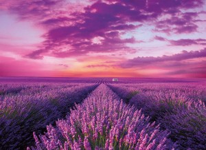 Clementoni: Lavender Field (1000) legpuzzel