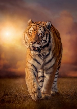 Clementoni: Tiger (1500) tijgerpuzzel