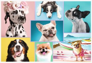 Trefl: Cute Dogs (1500) hondenpuzzel