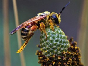 New York Puzzle: Busy Bee (500) SCHADE AAN DOOS OP = OP
