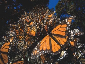 New York Puzzle: Monarch Butterflies (500) vlinderpuzzel