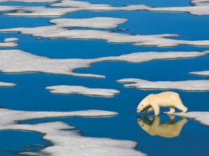 New York Puzzle: Polar Bear on Ice (500) winterpuzzel