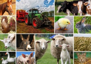 Grafika: Collage Farmyard Animals (1500) legpuzzel
