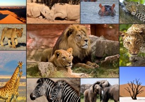 Grafika: Collage Wildlife (1500) legpuzzel