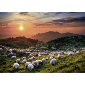 Heye: Alexander von Humboldt - Sheep and Volcanoes (1000) legpuzzel