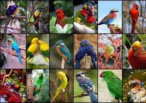 Grafika: Collage - World's Most Beautiful Birds (1500) vogelpuzzel