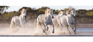 Clementoni: Running Horses (1000) panoramapuzzel