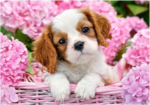 Castorland: Pup in Pink Flowers (500) hondenpuzzel