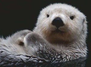 Ravensburger: Schattige kleine otter (500) legpuzzel