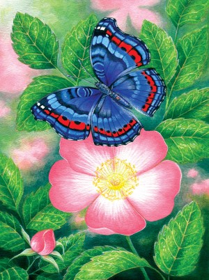 SunsOut: Blue Butterfly (1000) vlinderpuzzel