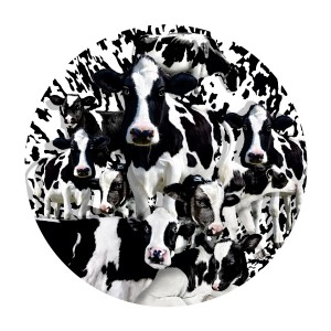 SunsOut: A Herd of Cows (1000) ronde puzzel