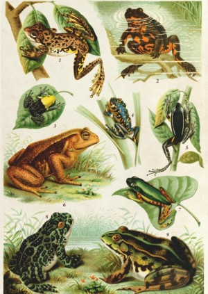 Deico: Encyclopedia - Frogs (1000) verticale puzzel