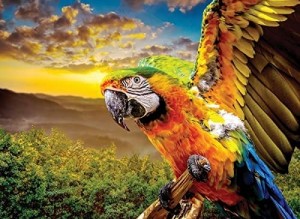 Nova Puzzle: American Parrot (1000) vogelpuzzel