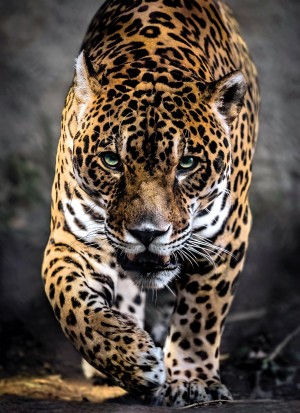 Clementoni: Walk of the Jaguar (1000) verticale puzzel