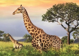 Dino: Giraffe Family (1000) legpuzzel