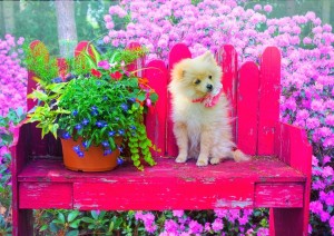 Bluebird: Puppy in the Colorful Garden (500) hondenpuzzel