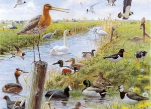 Bekking en Blitz: Weidevogels (1000) vogelpuzzel