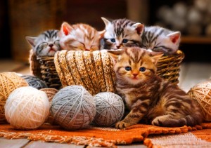 Bluebird: Kittens in Basket (1000) kattenpuzzel