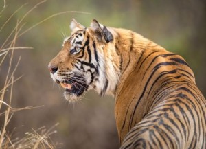 Bekking en Blitz: WWF - Bengaalse Tijger (1000) legpuzzel