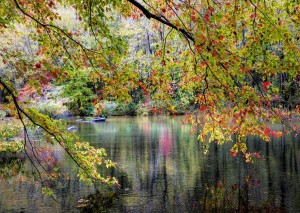 Alipson: Branches on the Edge of the River (1000) legpuzzel