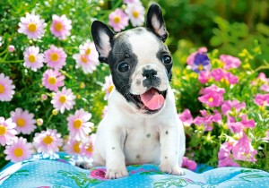 Castorland: French Bulldog Puppy (500) hondenpuzzel