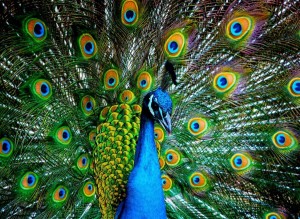 Nova Puzzle: Peacock (1000) vogelpuzzel