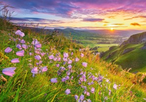 Castorland: Harebells at Sunrise (500) legpuzzel