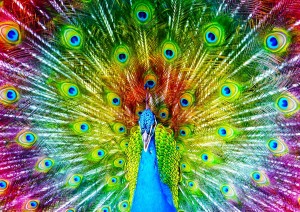 Enjoy: Colorful Peacock (1000) legpuzzel