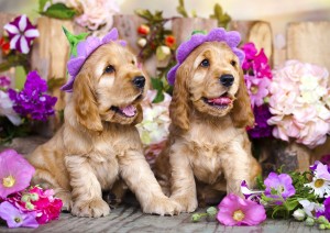 Enjoy: Spaniel Puppies with Flower Hats (1000) hondenpuzzel
