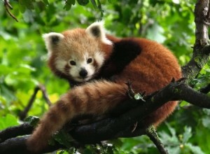 Ravensburger: Schattige Rode Panda (500) legpuzzel