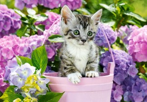 Castorland: Kitten in Basket (1500) kattenpuzzel