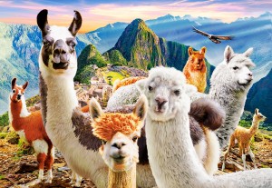 Castorland: Llamas Selfie (1000) legpuzzel