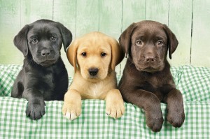 Clementoni: Three Labs (1000) hondenpuzzel