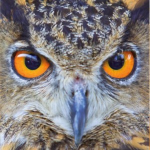 Curiosi: Owl (66) uilenpuzzel