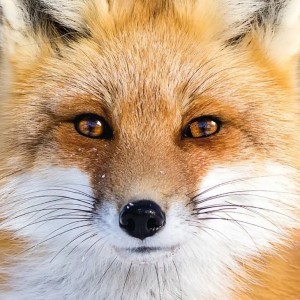 Curiosi: Fox (66) legpuzzel