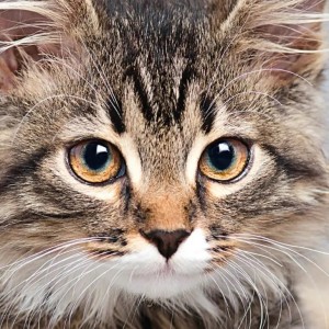 Curiosi: Cat (66) kattenpuzzel