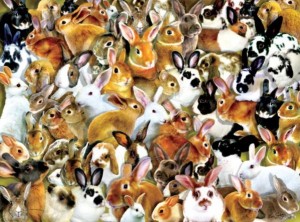 SunsOut: A Bundle of Bunnies (1000) legpuzzel
