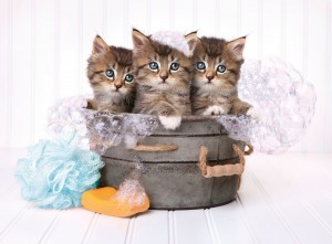 Clementoni: Kittens and Soap (500) kattenpuzzel