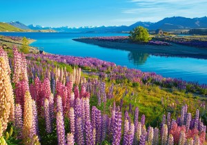 Castorland: Lake Tekapo, New Zealand (500) legpuzzel